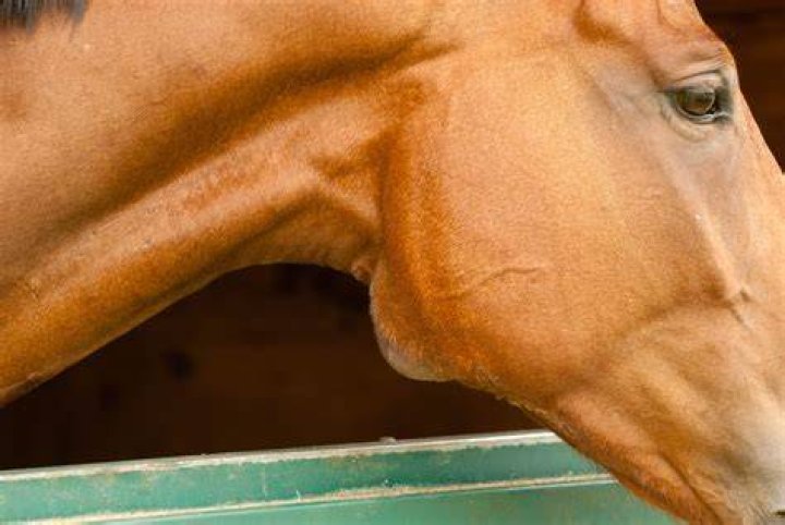 Where do horses get strangles from?