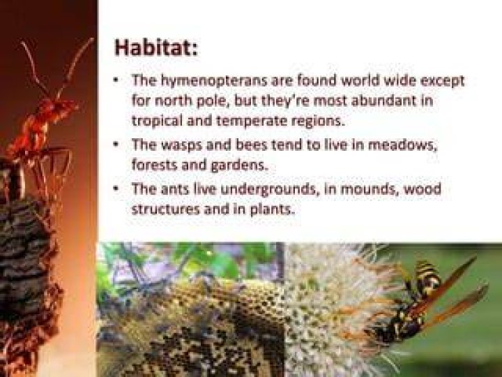 Where do Hymenoptera live?