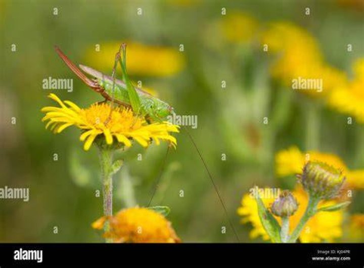 Where do long-winged conehead live?