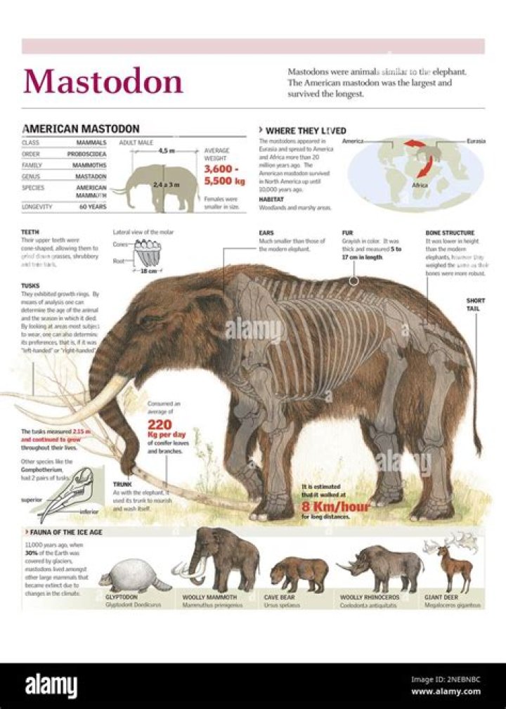 Where do mastodons live?