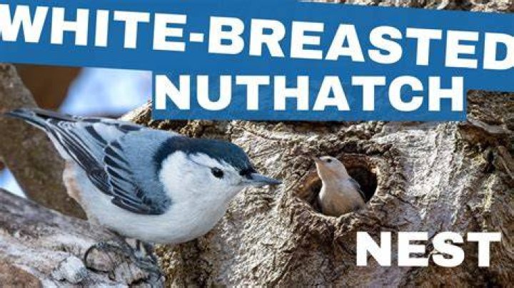 Where do nuthatch nest?