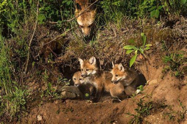 Where do red foxes live?