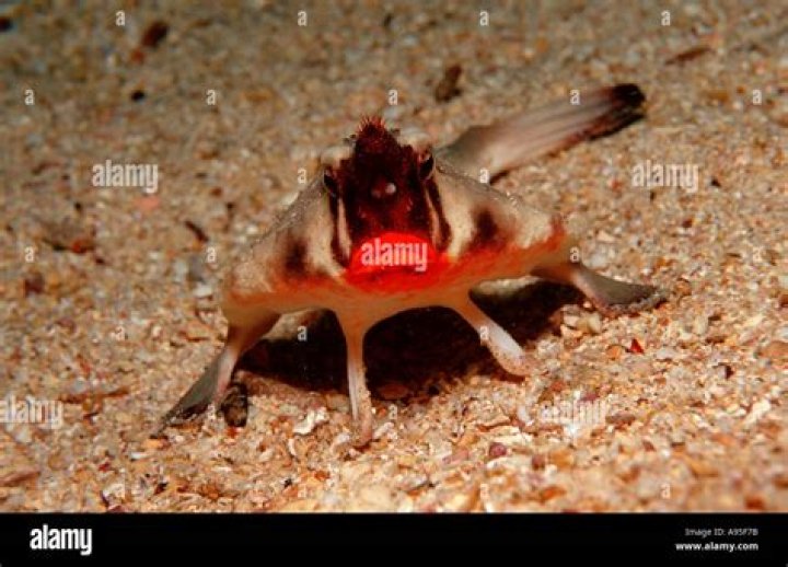 Where do red lipped batfish live?