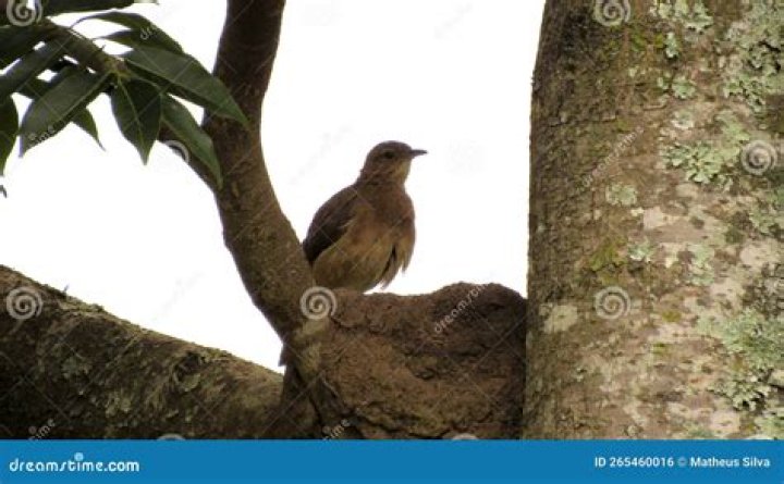 Where do red ovenbird live?