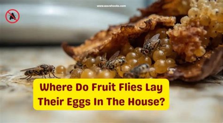 Where do scuds lay their eggs?