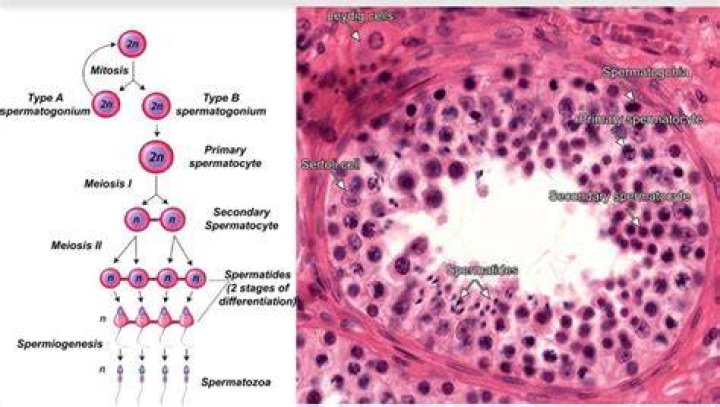 Where do spermatozoa mature?