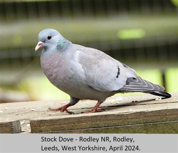 Where do stock doves nest?