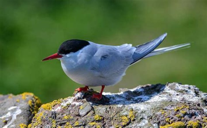 Where do terns sleep?