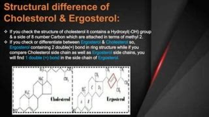 Where do you find ergosterol?