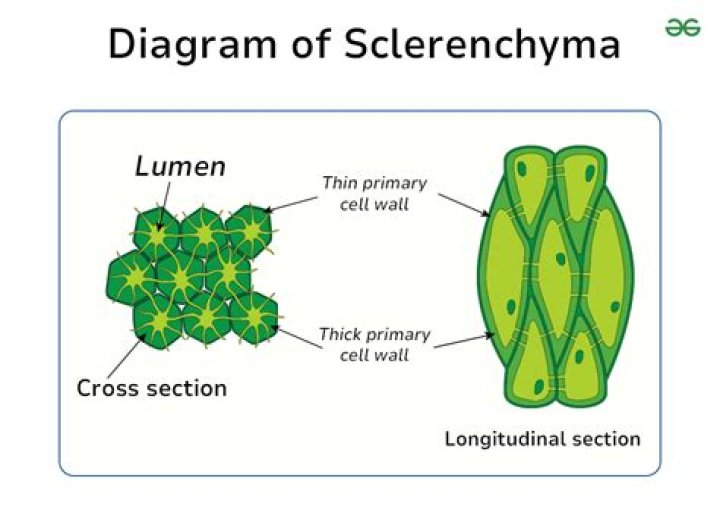 Where do you find sclereids?