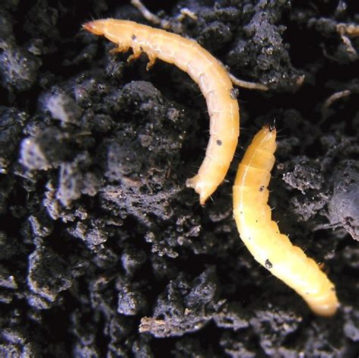 Where do you find wireworms?