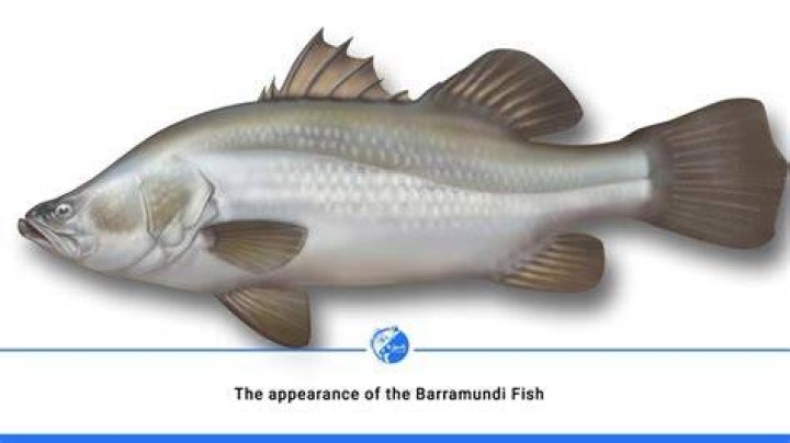 Where does barramundi fish come from?