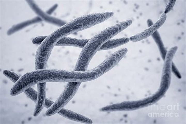 Where does fusobacterium come from?