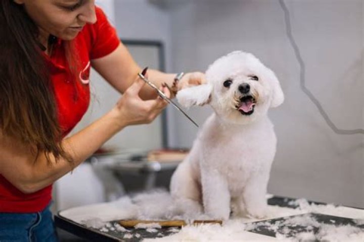 Where does groomers work?