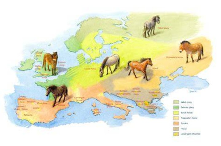 Where does horses live?