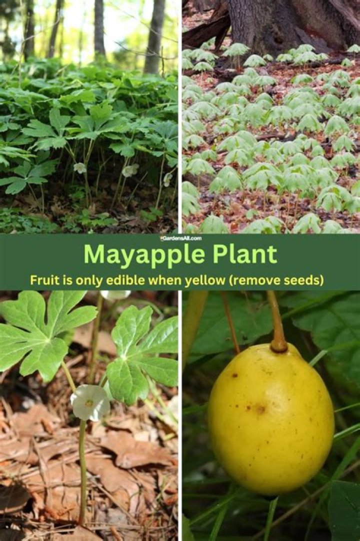 Where does mayapple grow?