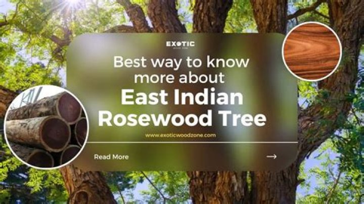Where does rosewood trees grow?