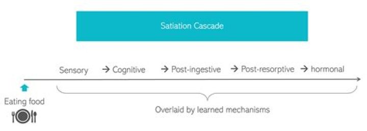 Where does satiety occur?