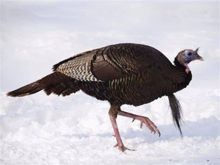 Where does the phrase talk turkey come from?