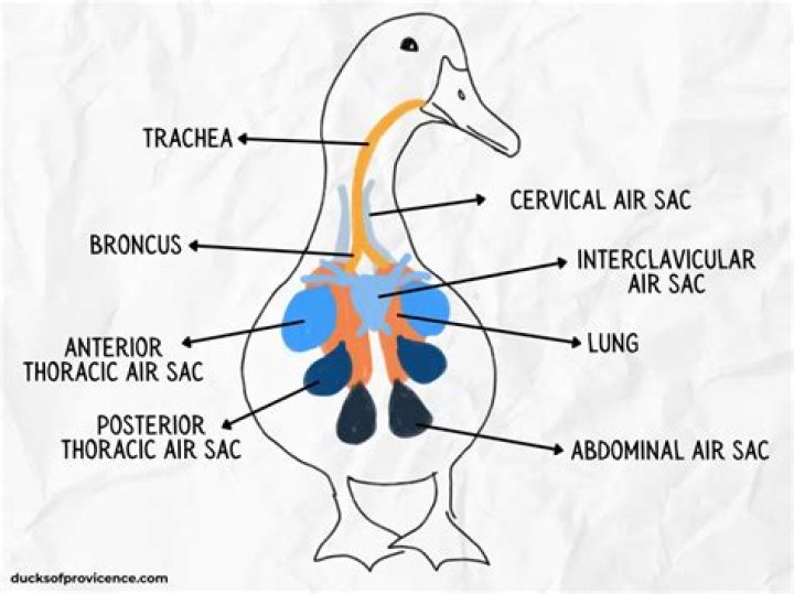 Where does the term duck come from?