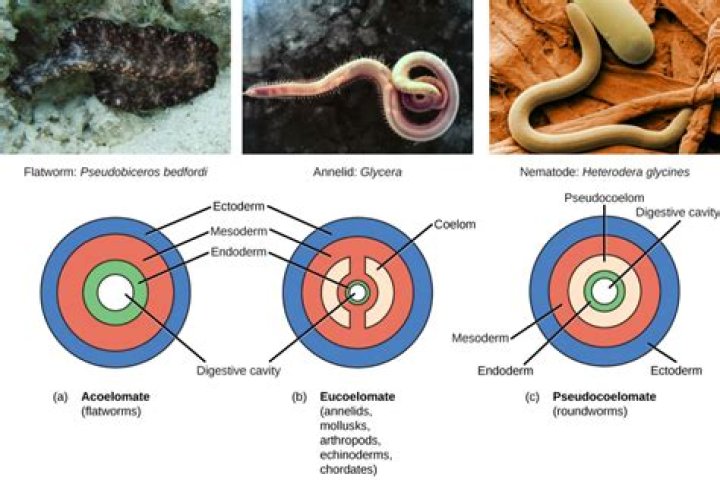 Where is acoelomate found?