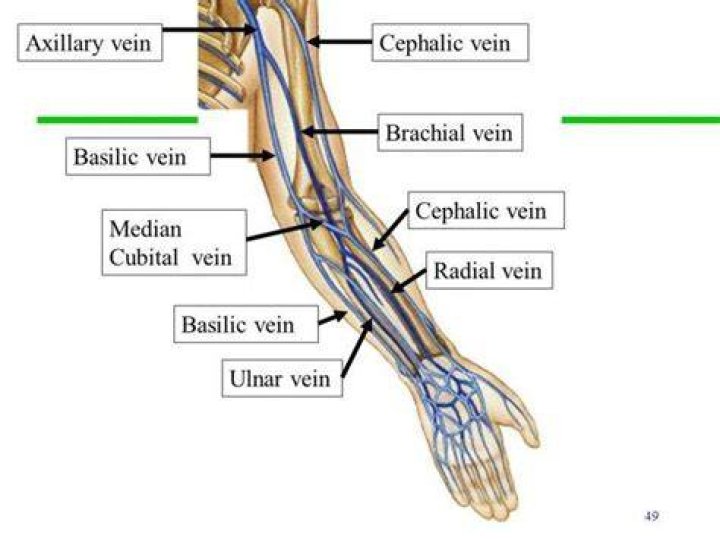 Where is cephalic vein located?
