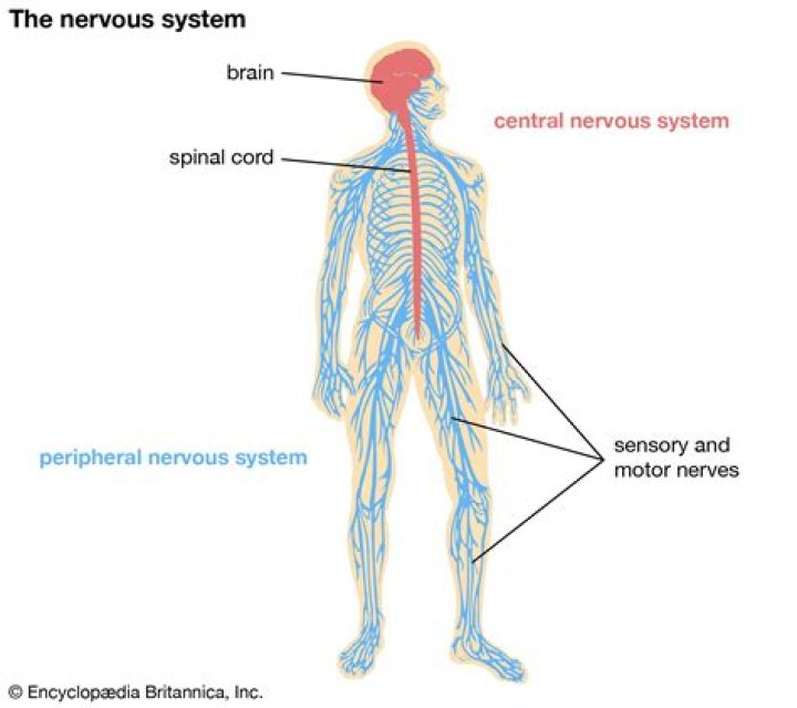Where is cns located?