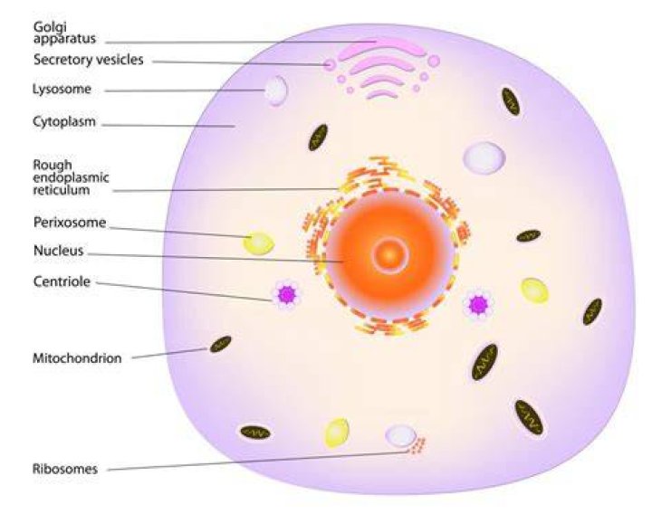 Where is cytosol found?