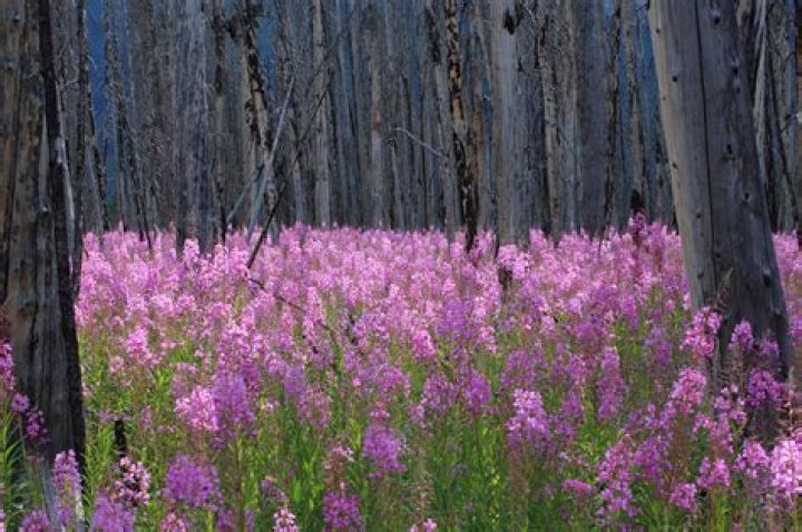 Where is fireweed native to?