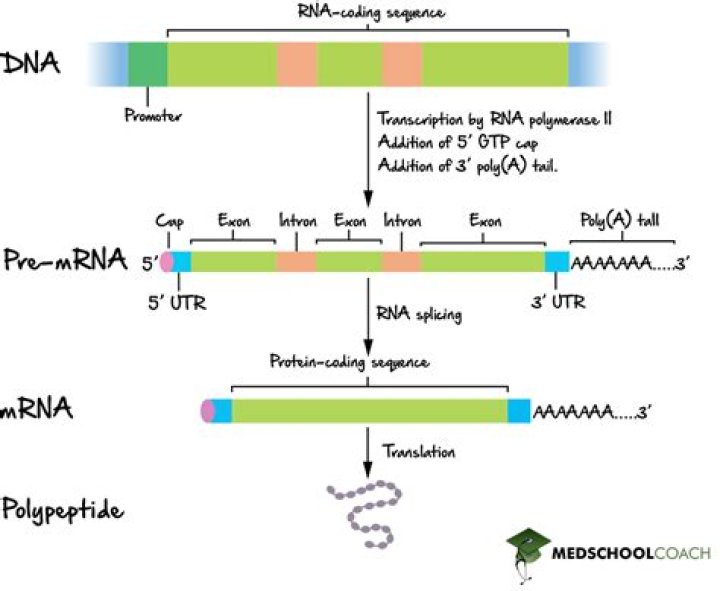 Where is gene splicing?