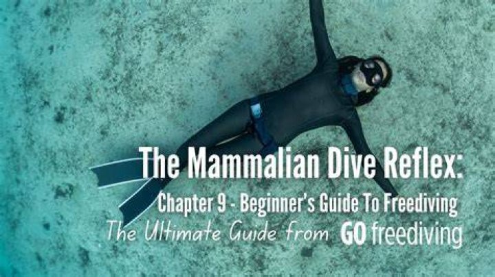Where is mammalian diving reflex from?