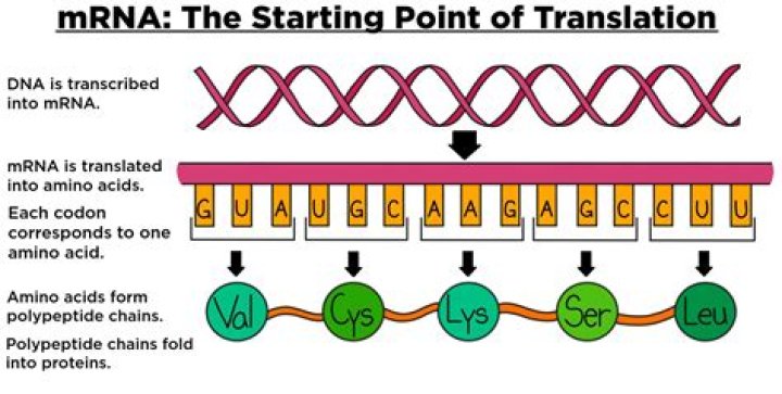 Where is mrna produced?