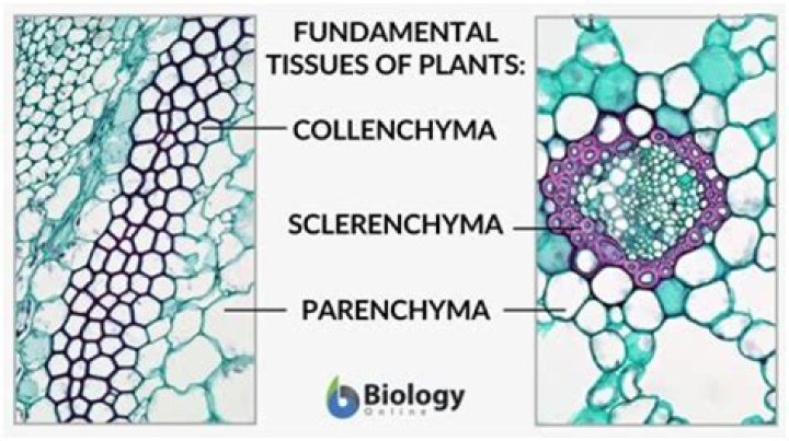 Where is parenchyma tissue found?