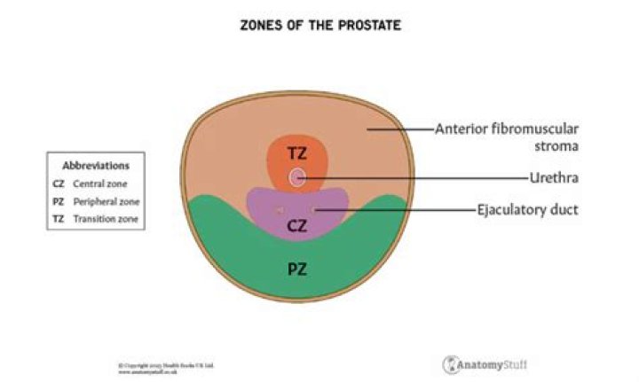 Where is periurethral zone?