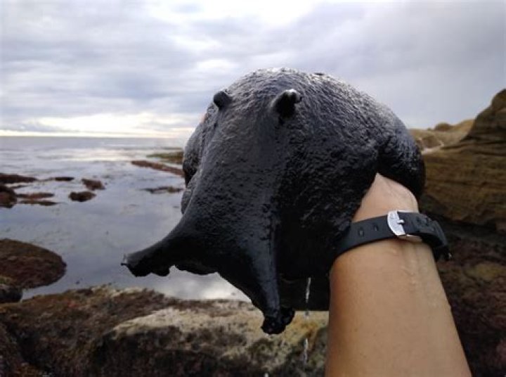 Where is sea hare?
