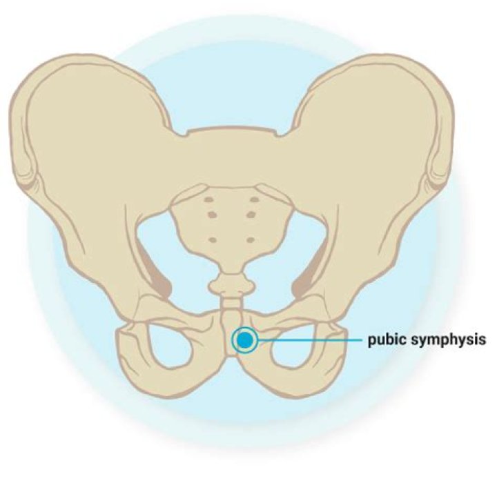 Where is symphysis pubis dysfunction pain?