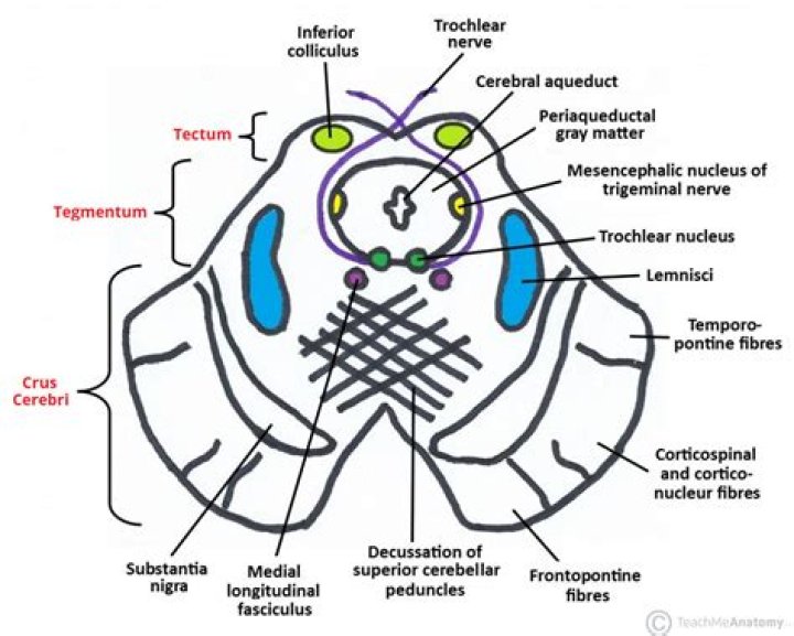 Where is tectum in brain?