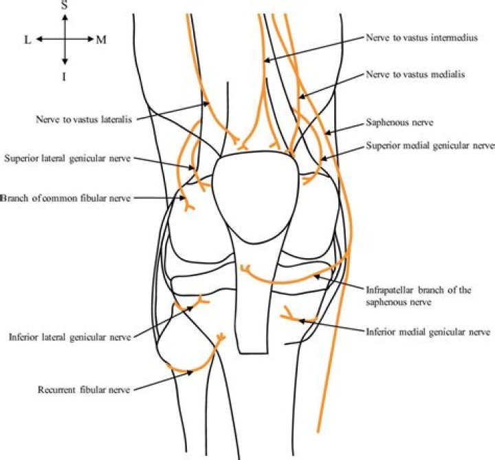Where is the genicular nerve located?