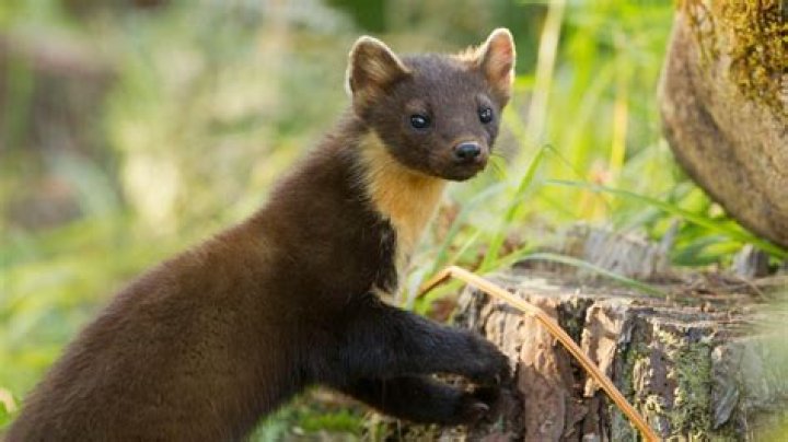 Where is the pine marten from?