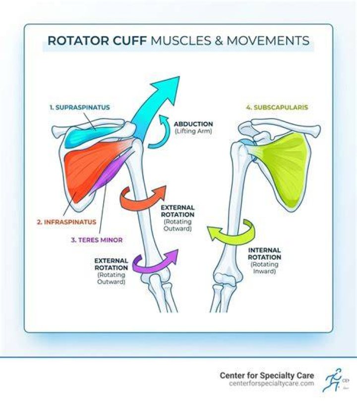 Where is the rotating cuff?
