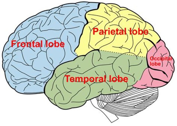 Where is the temporal lobe located?
