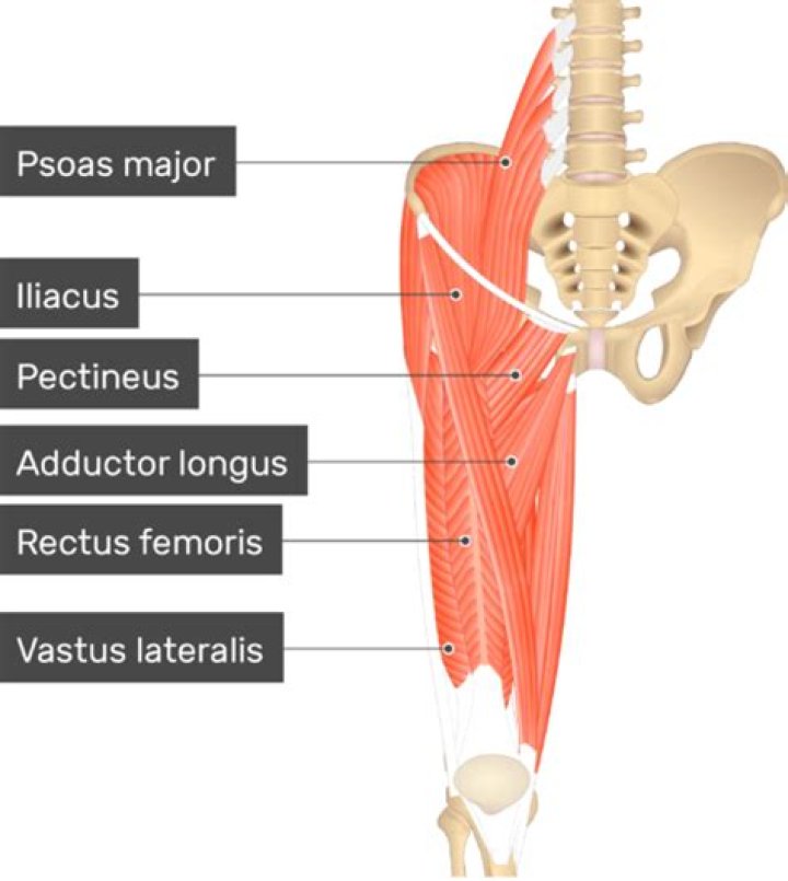 Where is the vastus intermedius located?