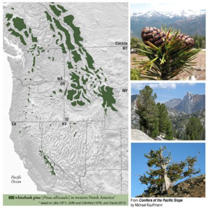 Where is whitebark pine?
