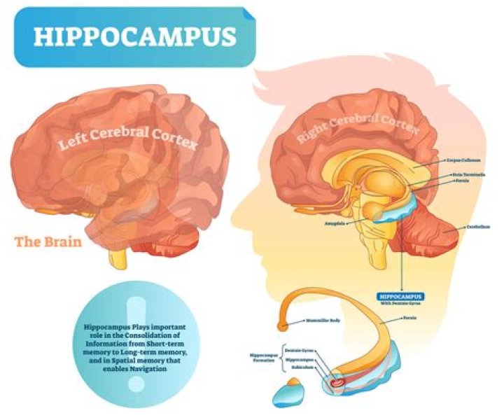 Where memory is stored in brain?
