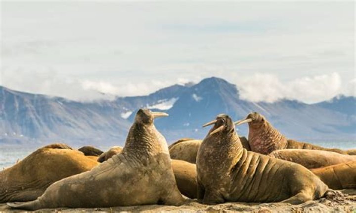 Where to see walrus?