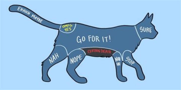 Where to stroke a cat?