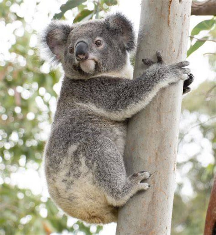 Which animal is koala?