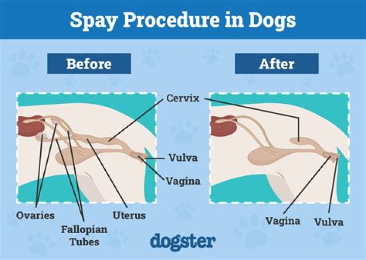 Which animal is spayed?