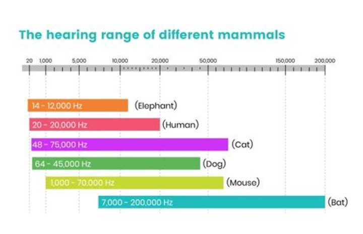 Which animals have subsonic hearing?