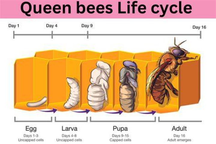Which bees impregnated the queen?